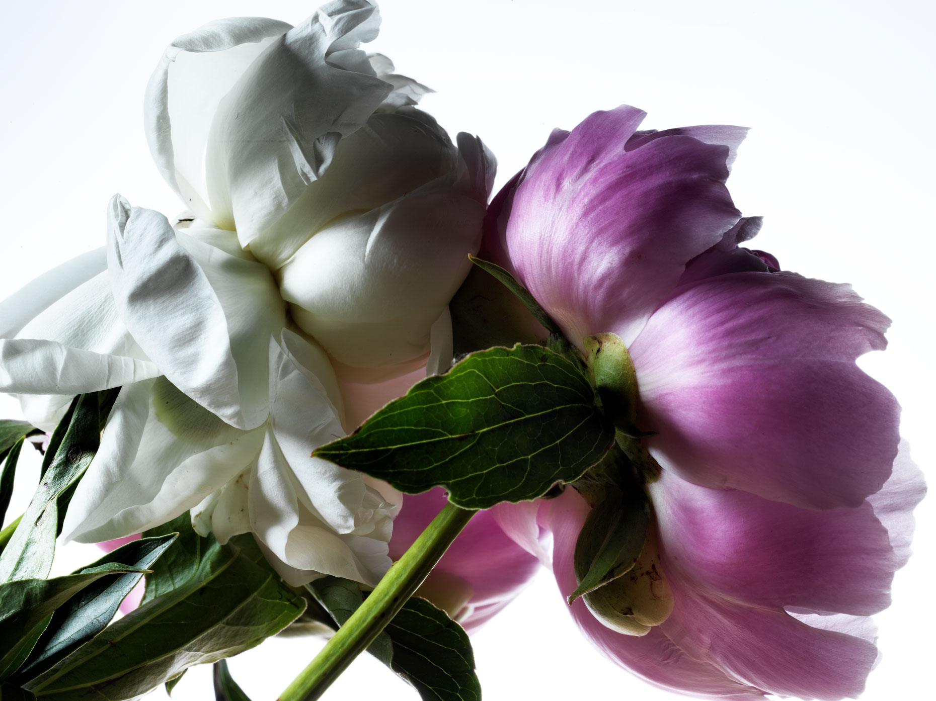 peonietest